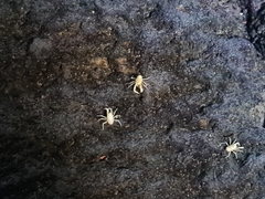 Jameos Blind Crab