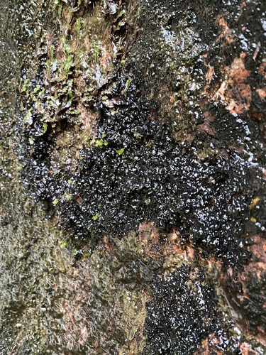 Large-spored Pellia (Apopellia megaspora)