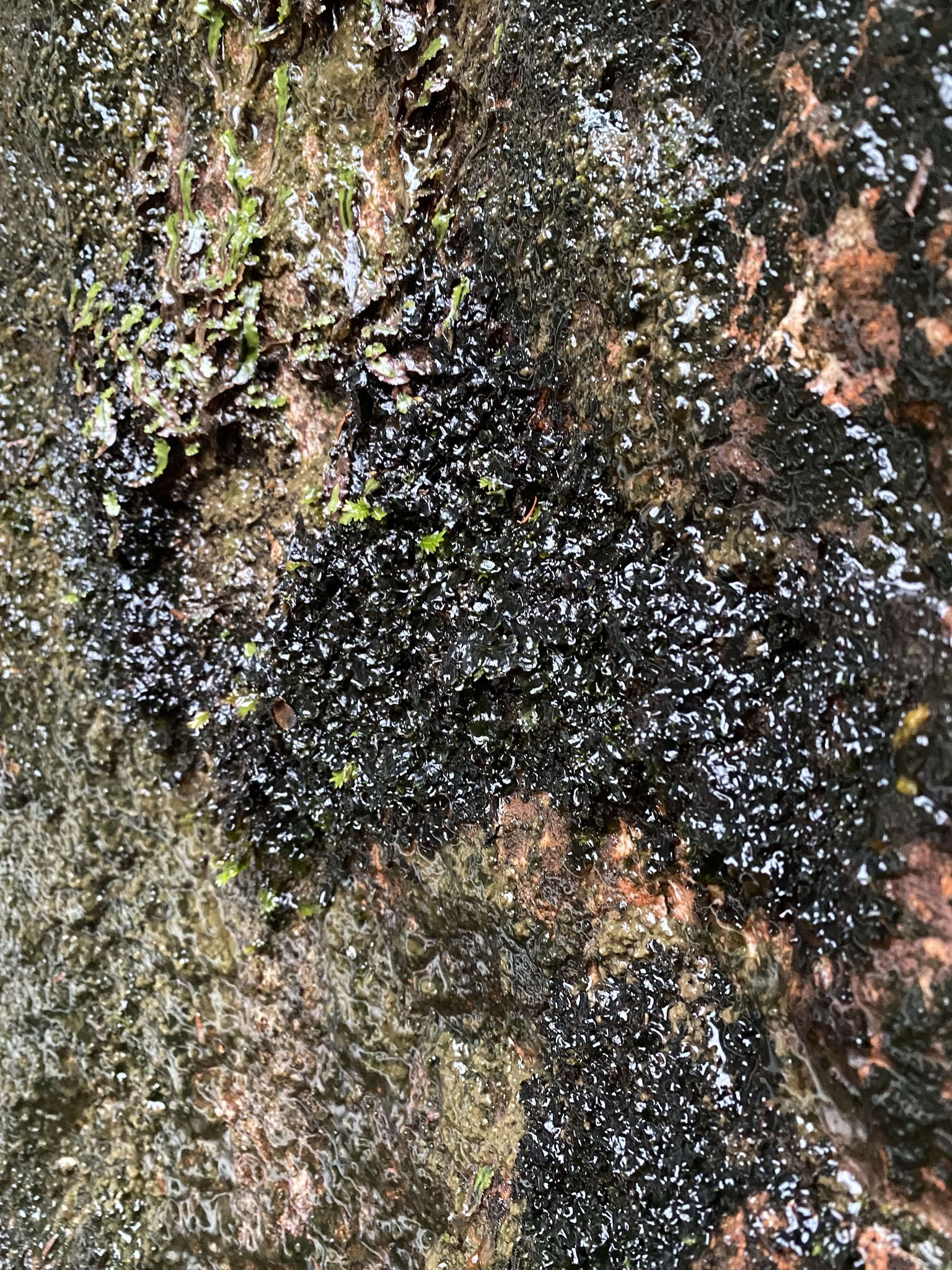 Apopellia megaspora