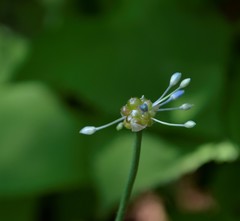 Allium caeruleum