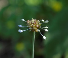 Allium caeruleum