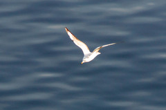 Chroicocephalus ridibundus