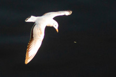 Chroicocephalus ridibundus