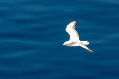 Chroicocephalus ridibundus