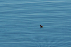 Tachybaptus ruficollis