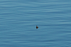 Tachybaptus ruficollis