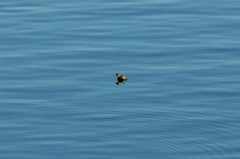 Tachybaptus ruficollis