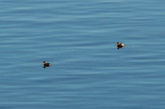 Tachybaptus ruficollis