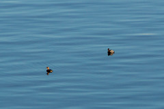 Tachybaptus ruficollis