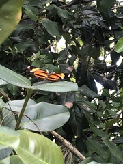 Heliconius ethilla