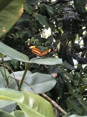 Heliconius ethilla