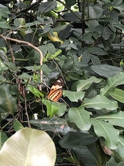 Heliconius ethilla