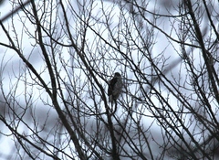 Accipiter nisus