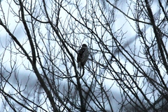 Accipiter nisus