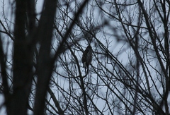 Accipiter nisus