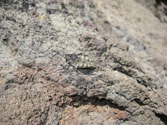 Scintharista notabilis