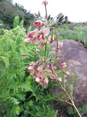 Pelargonium schlechteri
