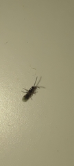 Braconidae