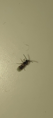 Braconidae