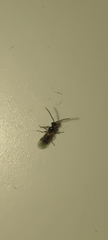 Braconidae