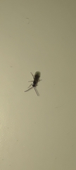 Braconidae