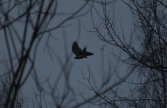 Accipiter nisus