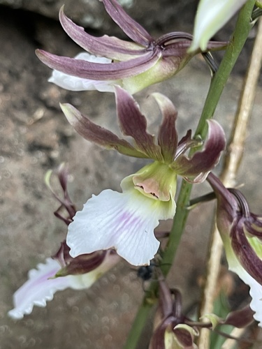 Eulophia guineensis