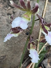 Eulophia guineensis image