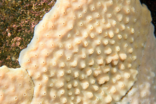 Nudospongilla