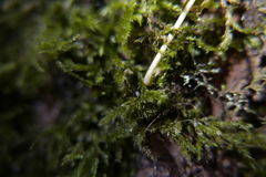 Catocala fraxini