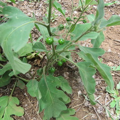 Solanum torreanum
