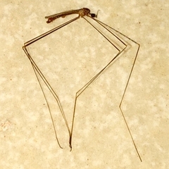 Chioneinae