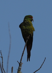 Enicognathus leptorhynchus