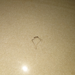 Chioneinae