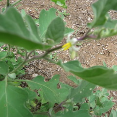 Solanum torreanum