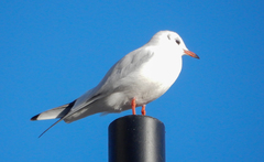 Chroicocephalus ridibundus