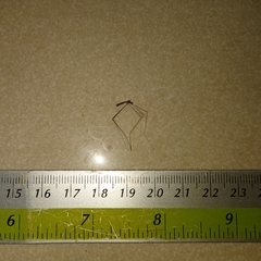 Chioneinae