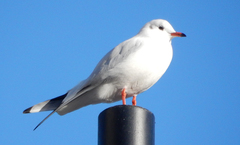 Chroicocephalus ridibundus