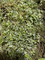 Ricciaceae