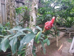 Costus spiralis