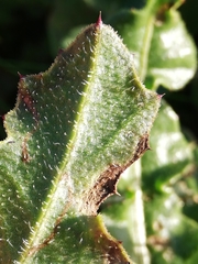 Agonopterix subpropinquella
