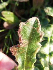 Agonopterix subpropinquella