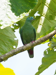 Ptilinopus melanospilus