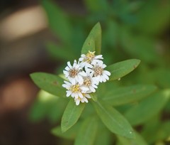 Aster baccharoides