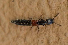 Gauropterus fulgidus