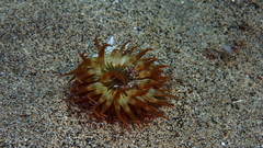 Anemonia sargassensis
