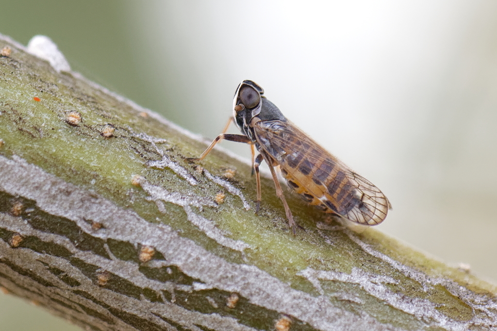 Hyalesthes