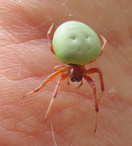 Green-pea Spider