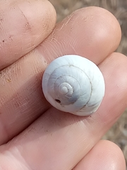 Sphincterochila