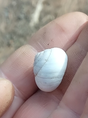 Sphincterochila